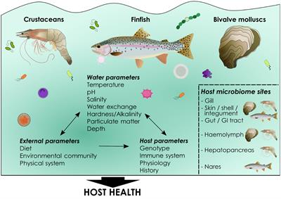 Microbiomes in the context of developing sustainable intensified aquaculture